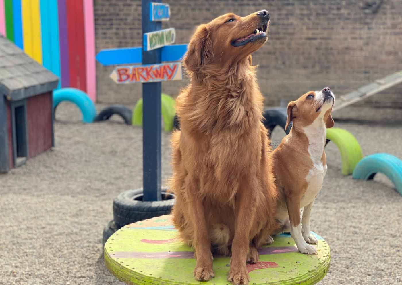 The Mutt Hutt The Lincoln